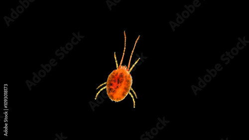 Clover mite(acari) Genus Bryobia under a microscope, family Tetranychidae. It feeds on plants and is considered a pest. Red, possibly Bryobia praetiosa photo