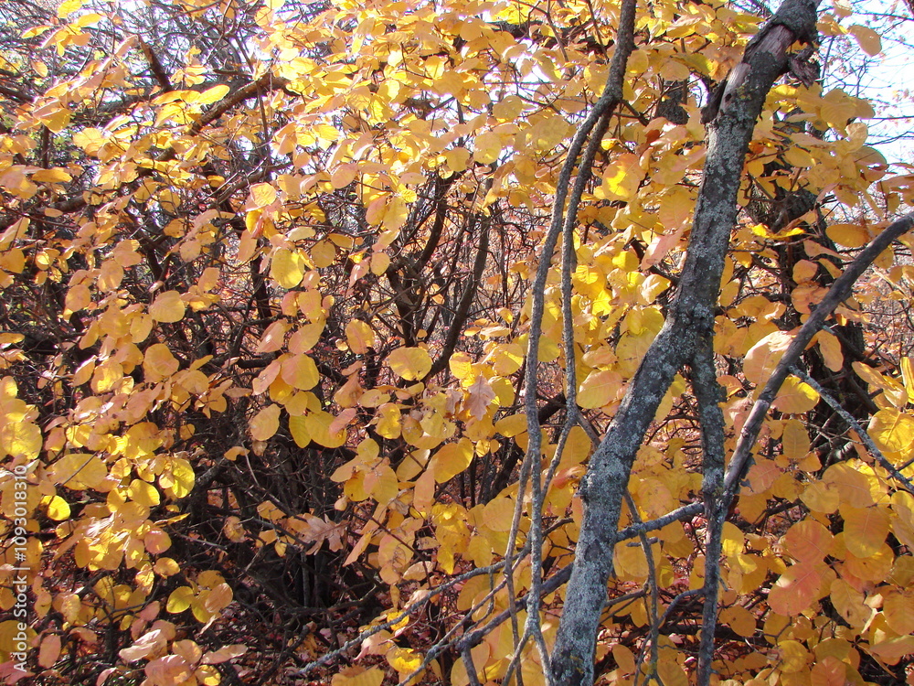 A bright panorama of yellow autumn leaves on forest trees falling from the lightest breath of wind. A bright panorama of yellow autumn leaves on forest trees falling from the lightest breath of wind.