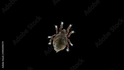 Acari (mite) family Neoliodoidea under microscope, suborder Oribatida. They live in the soil or on the bark of a tree. Brachypylina photo