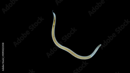 Worm Nematoda under microscope, Phylum Protostomia, free-living nematodes inhabit soil, freshwater and sea. Red Sea