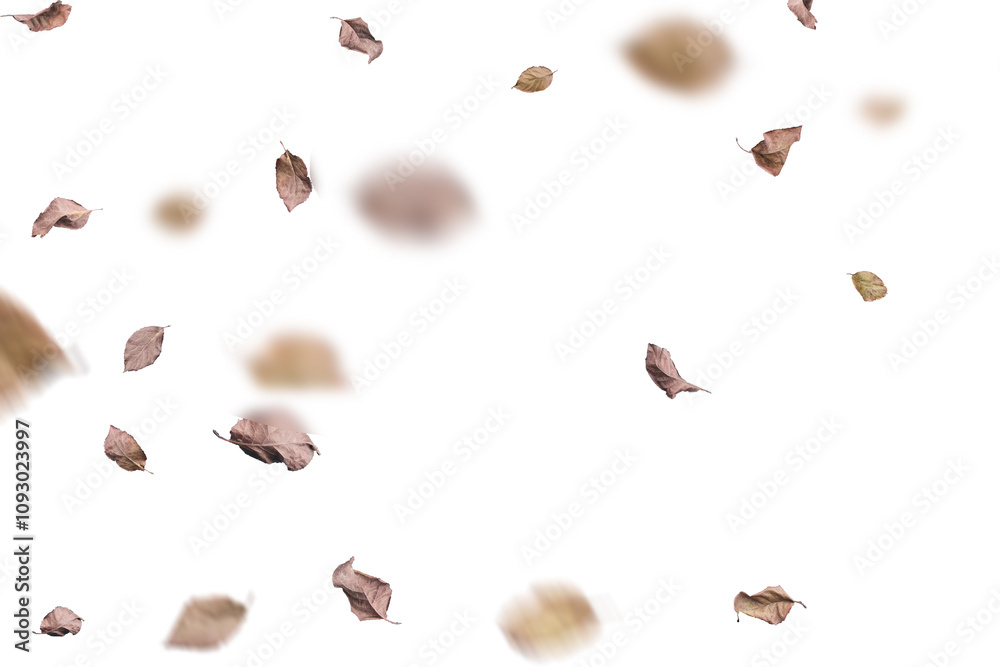 Autumn Leaves Stock Image In White Background Autumn Leaves Stock Image In White Background
