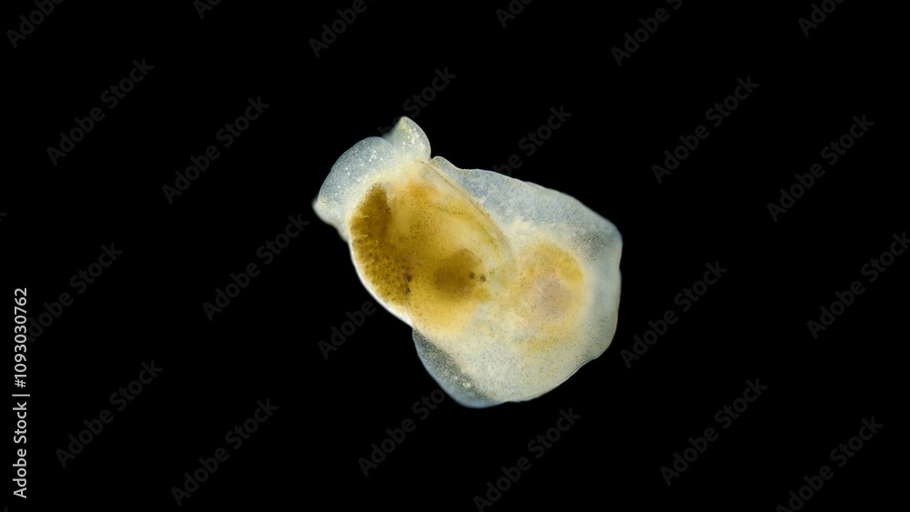 Sea slug Philine denticulata under the microscope, family Philinidae, class Gastropoda. White Sea Sea slug Philine denticulata under the microscope, family Philinidae, class Gastropoda. White Sea