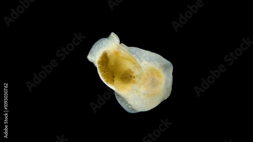 Sea slug Philine denticulata under the microscope, family Philinidae, class Gastropoda. White Sea photo