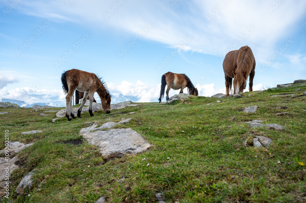 Fototapeta premium Basque mountains horse pottok grazing on green pasture, Larrun or La Rhune mountain in Basque country, on border of France and Spain