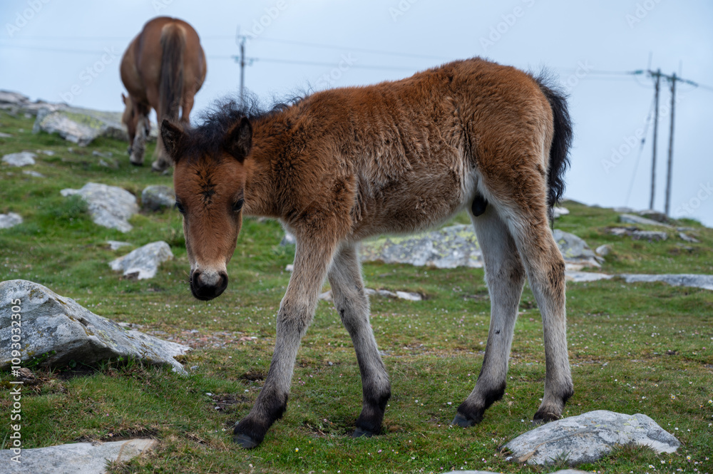 Basque mountains horse pottok grazing on green pasture, Larrun or La Rhune mountain in Basque country, on border of France and Spain Basque mountains horse pottok grazing on green pasture, Larrun or La Rhune mountain in Basque country, on border of France and Spain