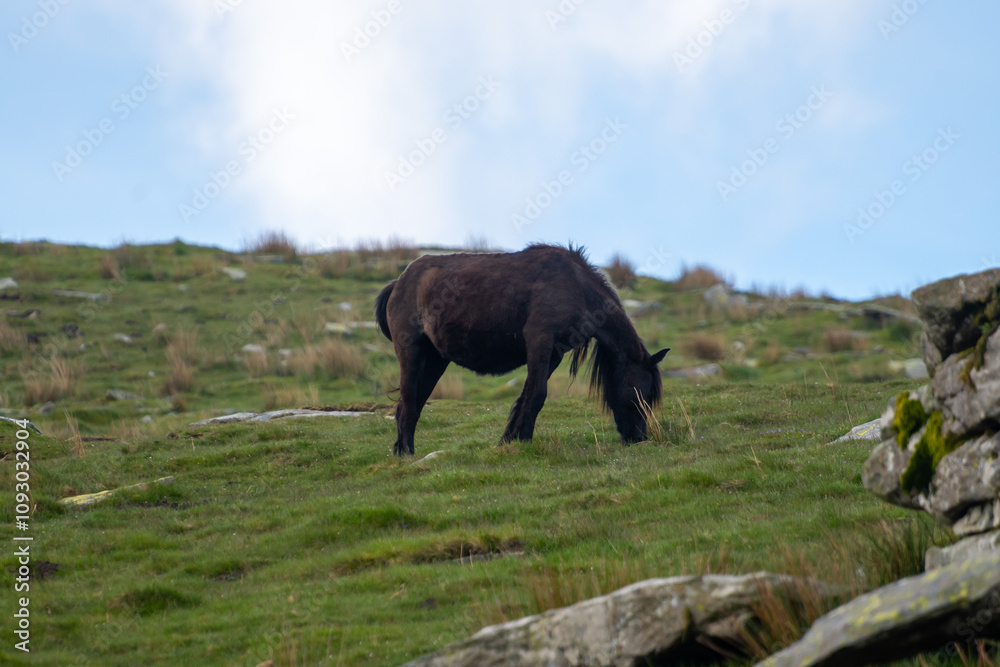 Fototapeta premium Basque mountains horse pottok grazing on green pasture, Larrun or La Rhune mountain in Basque country, on border of France and Spain