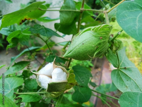 Cotton field 