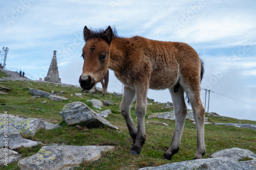 Basque mountains horse pottok grazing on green pasture, Larrun or La Rhune mountain in Basque country, on border of France and Spain photo