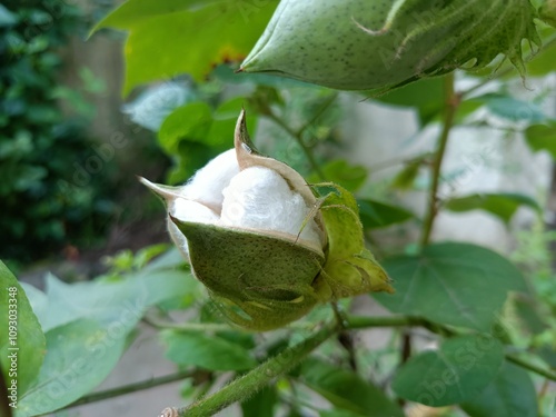 Green cotton plant 