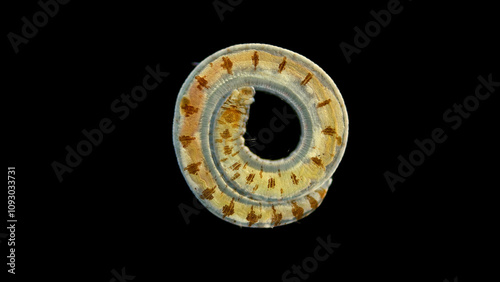 Polychaeta Polyophthalmus sp. worm under a microscope, Opheliidae family, burrowing detritivore, head close up. Black Sea photo