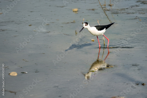 Un cavaliere d'Italia (Himantopus himantopus) setaccia la laguna in cerca di cibo. photo