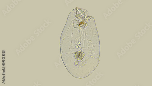 Rotifer Asplanchna priodonta under a microscope, family Asplanchnidae. Completely transparent, visible of internal organs, similar to a foreign organism, there is no intestine, food comes out through