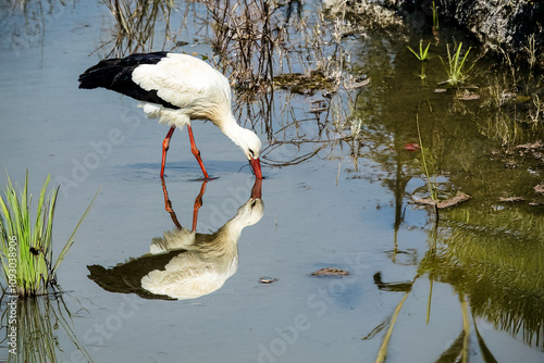 La cicogna bianca (Ciconia ciconia) esplora il fondo dello stagno con il becco alla ricerca di cibo. photo