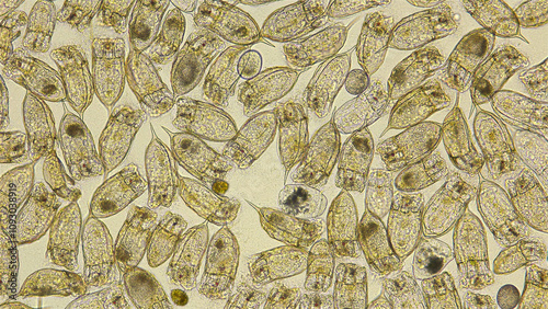 Colony of plankton rotifers Rotifera Keratella Cochlearis, distributed throughout the world, both in salt and freshwater, has a similar protective outer cuticle shell, reproduction in this species photo