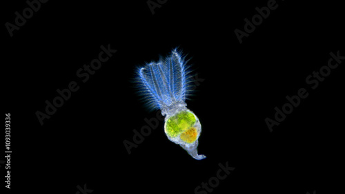 Rotifera Stephanoceros fimbriatus under the microscope, Family Collothecidae. Sessile rotifer, filters food with eyelash crown, unusual and beautiful. Volga River photo