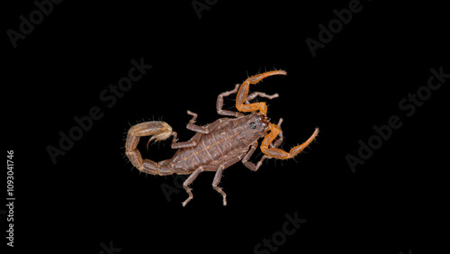 Parthenogenetic scorpion Lychas tricarinatus, family Buthidae, Distributed in India, feeds on insects and their larvae. Life expectancy is about 7 years. photo