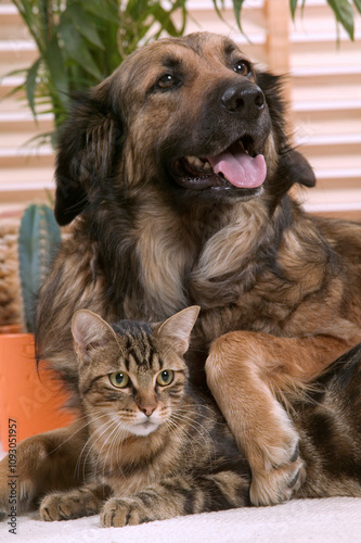 Chien corniaud et chat de gouttière