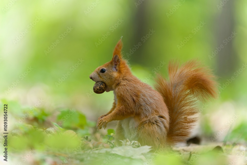 A european red squirrel sits in the grass and holds a nut in its mouth. Sciurus vulgaris A european red squirrel sits in the grass and holds a nut in its mouth. Sciurus vulgaris