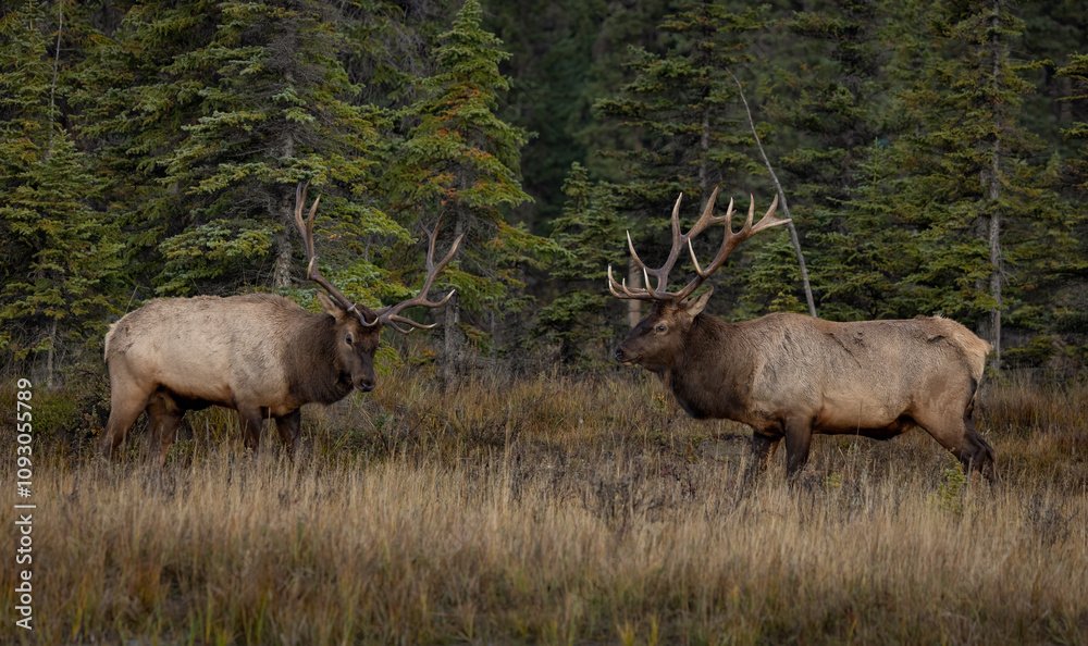 Bull elk in Jasper National Park Bull elk in Jasper National Park