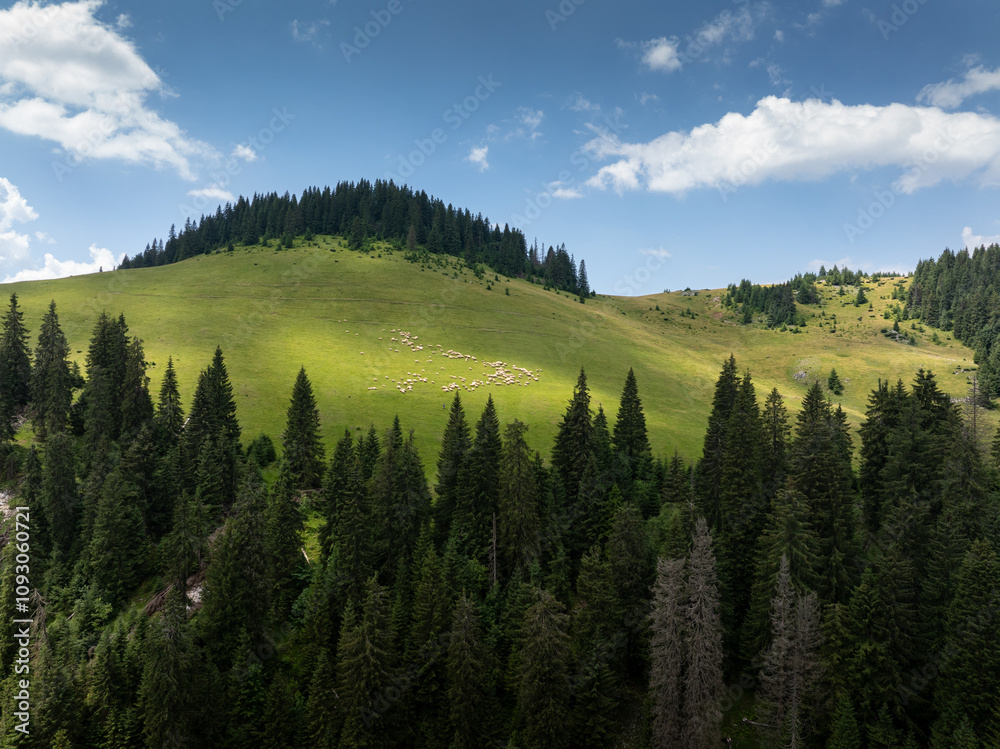 Flock of sheep on mountain hills. Aerial photo with a flock of sheep while moving from a lawn to others in the mountains during a summer day. Mountain farming and agriculture photo. Flock of sheep on mountain hills. Aerial photo with a flock of sheep while moving from a lawn to others in the mountains during a summer day. Mountain farming and agriculture photo.