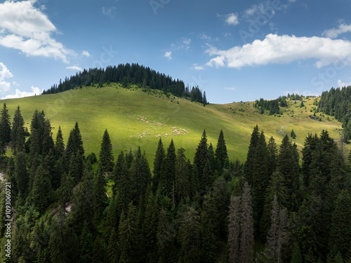 Flock of sheep on mountain hills. Aerial photo with a flock of sheep while moving from a lawn to others in the mountains during a summer day. Mountain farming and agriculture photo.