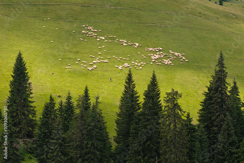 Flock of sheep on mountain hills. Aerial photo with a flock of sheep while moving from a lawn to others in the mountains during a summer day. Mountain farming and agriculture photo.