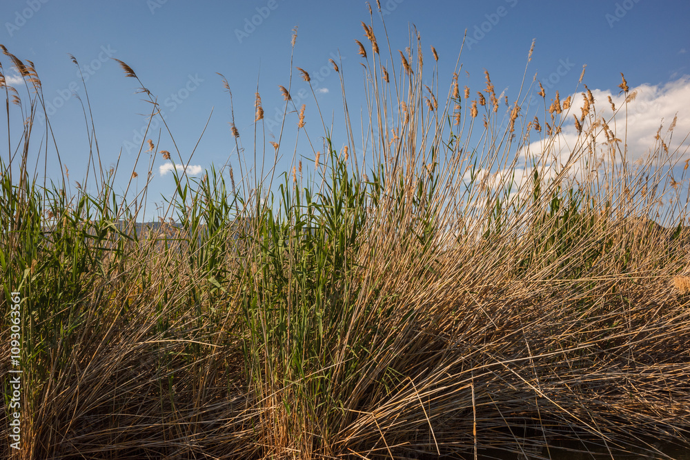 Obraz premium iztuzu Beach near Dalyan, in the Ortaca district of the Province of Mugla in southwestern Turkey