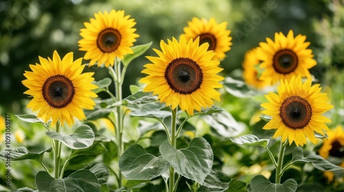 Vibrant Yellow Sunflowers Blooming In A Lush Green Field