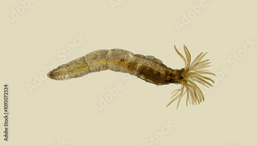 Worm Manayunkia baicalensis under a microscope, of the family Fabriciidae, has a corolla of tentacles at the front end with which they breathe. They feed on detritus. Lake Baikal photo