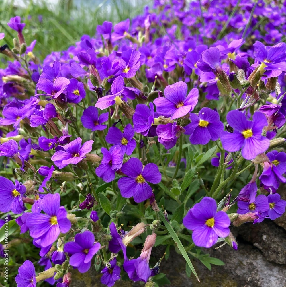 Beautiful spring violet flower. Nature background. Beautiful spring violet flower. Nature background.