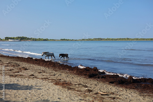 Horses cooling in the sea near Shengjin in Albania photo