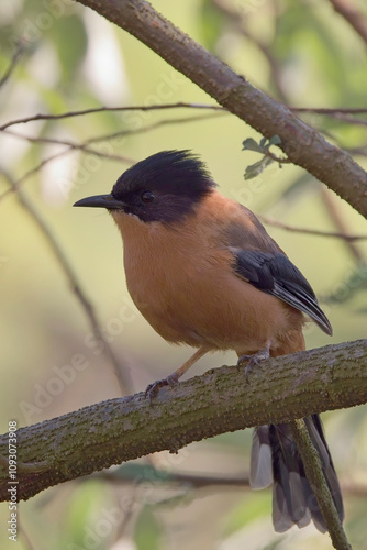 Rufous Sibia, (Heterophasia capistrata), perched in the shade on a branch, Nainital area, Uttarakhand, India. photo