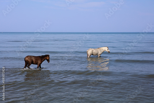 Horses cooling in the sea near Shengjin in Albania photo