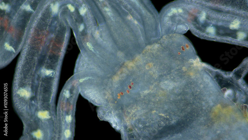 Worm larva stage of family Terebellidae under a microscope, phylum Annelida, class Polychaeta. Red Sea photo