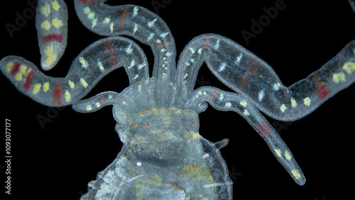 Worm larva stage of family Terebellidae under a microscope, phylum Annelida, class Polychaeta. Red Sea photo