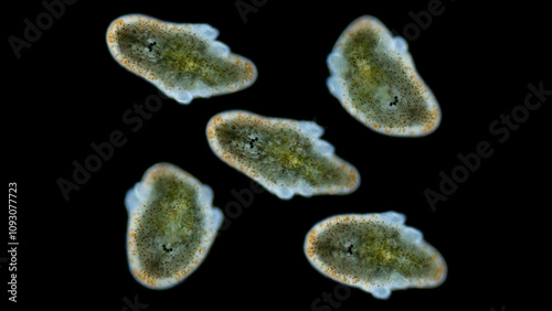 Muller larva of worm Polycladida under microscope, class Turbellaria. Kato stage, blades are visible, which will soon disappear. Red Sea photo