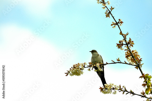 coucou sur un cerisier en fleurs. photo