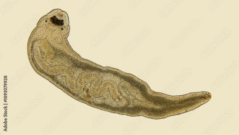 Obraz premium Worm Tetrastemma sp. under a microscope, phylum Nemertea, family Tetrastemmatidae. Vast majority of predators, also scavengers. Black Sea
