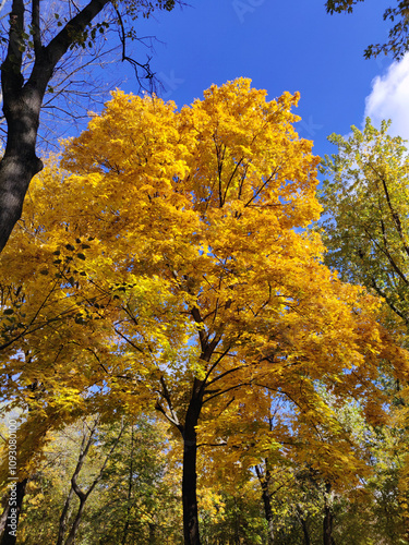 Yellow maple tree in autumn season with blue sky background