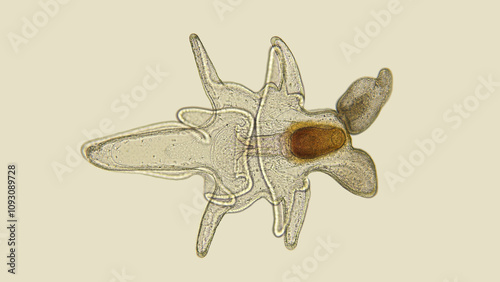 Larva starfish Asteroidea under the microscope, at the Bipinnaria stage, the next stage is Brachiolaria, and then the star itself appears. Atlantic Ocean