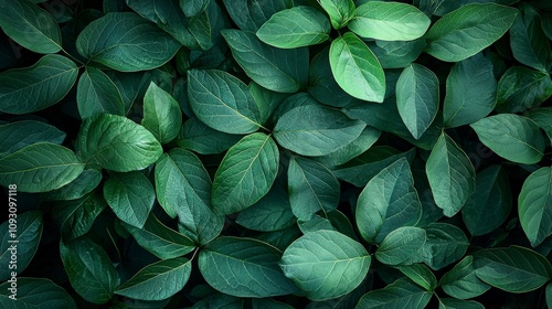 A dense array of lush green leaves forming a natural canopy pattern, showcasing nature's abundance and providing a sense of tranquility and lushness.