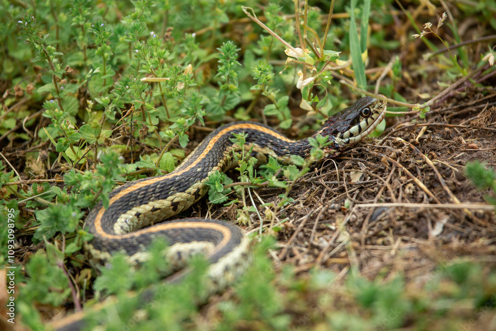 Fototapeta premium Garter Snake slithering through the grass in search of a meal.