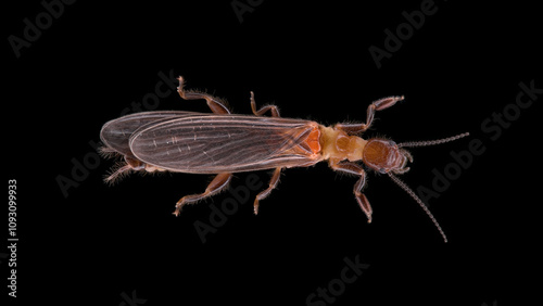 Relic insect Embia savignyi under a microscope, male. Of the family Embiidae, feed on decaying plant remains, build silk passages along which they move. photo