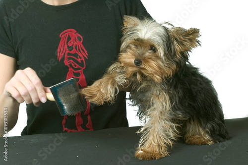 Toilettage de Yorkshire terrier photo