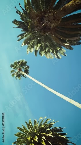 Driving through Beverly Drive. Los Angeles, California. Palm trees against a summer sky. United states. Loopable. Green.