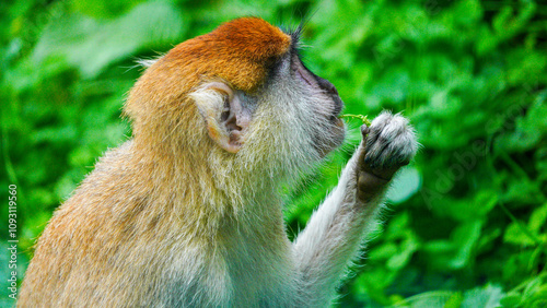 Extreme close up and side view of a Barbary Macaque with grass in his mouth. This monkey has endangered status because roughly three hundred a year are being taken from the wild to be sold as pets.
