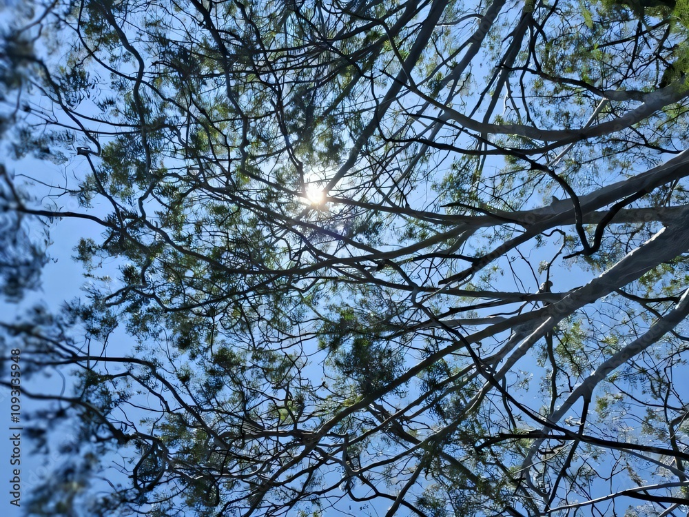 Obraz premium Sunlight through tree branches