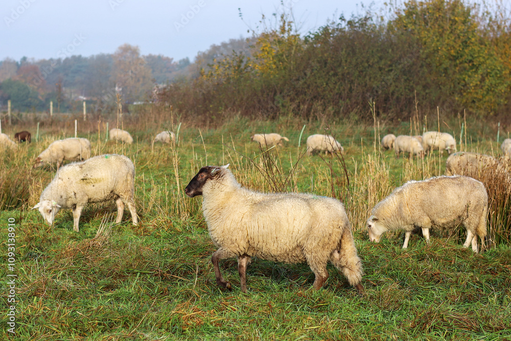 Sheep with a brown head running away Sheep with a brown head running away