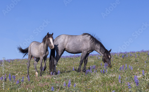Wild Horses in Summer in the Pryor Mountains Montana 
