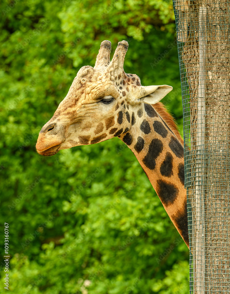 Obraz premium giraffe portrait in detail behind trunk with mesh